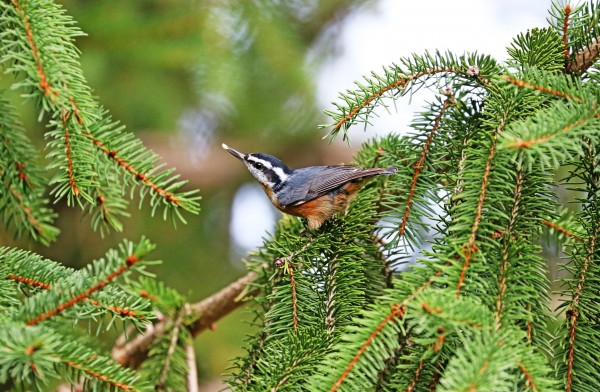 Red Breasted Nuthatch With Seed by Deb Oppermann